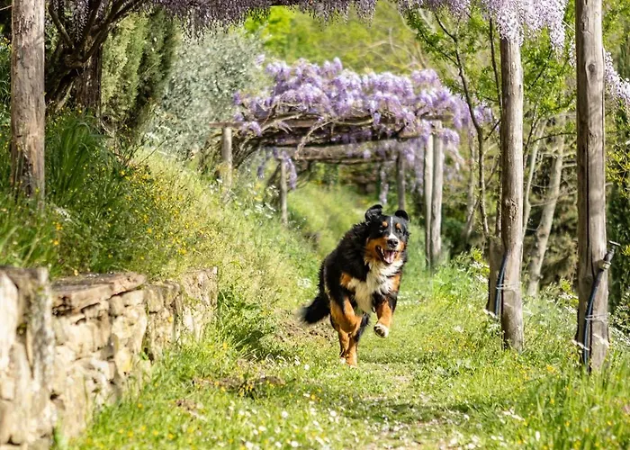アパート Medici Donnini アレッツォ